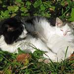В Старой Руссе могли засыпать короб теплотрассы вместе с кошками