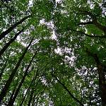 Поправки «Единой России» в Лесной кодекс помогут в борьбе с «черными лесорубами»
