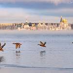 Погода в Великом Новгороде и Новгородской области на предстоящую неделю