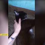 Новгородский суд решит судьбу очередного пьяного убийцы кошки 