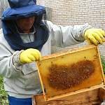 Пчелы будут жить по новому закону
