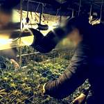 Садоводы-любители отправятся под суд за выращивание конопли в Батецком районе