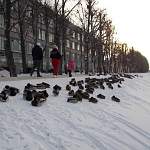 Жителей Великого Новгорода беспокоит судьба утиных стай в морозы