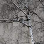 На улице Ломоносова в Великом Новгороде заметили сову