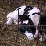 В Новгородской области тысячу породистых коров могут пустить под нож