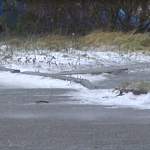 29 января в Новгородской области состоится горячая линия по содержанию дорог зимой