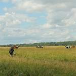 В Новгородской области растёт производство мяса и молока