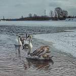 Неравнодушные жители Сольцов не бросили в беде лебедей, оставшихся на зимовку