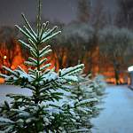 Городские службы Великого Новгорода готовятся к снегопаду и метели в праздничные выходные