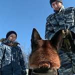 Кинологи провели мастер-класс по дрессировке собак для новгородского школьника, задавшего вопрос президенту