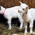 В «Витославлицах» произошло уникальное событие — двойные роды у козы. Такое бывает один раз на миллион случаев
