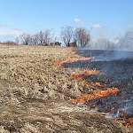 В Новгородской области зафиксированы первые случаи пала травы