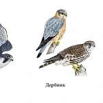 Половине птиц из Красной книги Новгородской области угрожает исчезновение