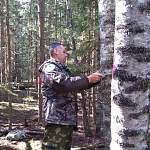 В Новгородской области повреждены 11 тысяч гектаров леса