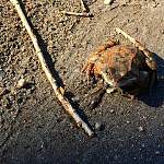 Фотофакт: в окрестностях Великого Новгорода от зимнего сна очнулась остромордая лягушка