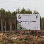 В память о погибших воинах в Новгородской области заложат «Сад Памяти» из 495 тысяч деревьев