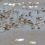 В окрестностях Великого Новгорода на отдых остановились гуси-лебеди