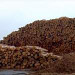 За три месяца из Новгородской области экспортировали более 200 тысяч кубометров лесоматериалов