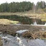 В Валдайском районе жадный чиновник со товарищи незаконно нарубили леса на 25,5 млн рублей