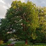 Новгородский дуб-долгожитель претендует на звание «Дерево года-2021»