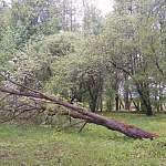 В Антониевом монастыре Великого Новгорода ветер выворотил с корнями дерево