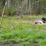 Кто понесет наказание за смерть от удара током в Хвойнинском районе двух медведей и лося?