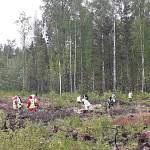 Новгородцы посадили почти полмиллиона деревьев в память о погибших в годы Великой Отечественной войны
