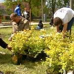 На Аллее общественников в новгородском парке Юности высадили 40 кустов спиреи Вангутта