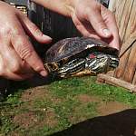 В Валдайском районе поймали очередную черепаху