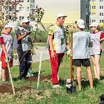 В Псковском микрорайоне Великого Новгорода появился яблоневый Сад памяти