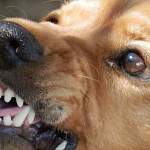 В Великом Новгороде укус собаки стоит 10 тысяч рублей