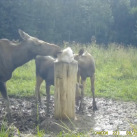 Дмитрий Графов поделился с новгородцами видеороликом из жизни лосиной семьи Дмитрий Графов поделился с новгородцами видеороликом из жизни лосиной семьи