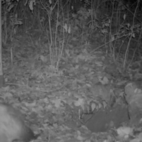 Видеокамера Рдейского заповедника поймала толстого барсука в неудобный момент