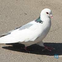 Необычные голуби на улицах Великого Новгорода