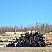 Из Новгородской области за пределы РФ пытались вывезти более 170 кубометров леса