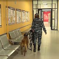 Кинологи обеспечивали безопасность выборов в Новгородской области