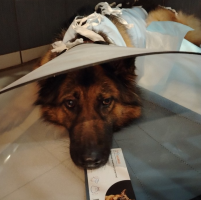 Маловишерские ветеринары извлекли из собаки по кличке Шерри 50 грамм камней