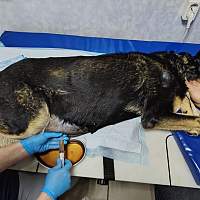 Маловишерские ветеринары откачали пять литров жидкости из брюха собаки