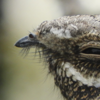 На окраине Великого Новгорода заметили крикливую и чудную птицу На окраине Великого Новгорода заметили крикливую и чудную птицу