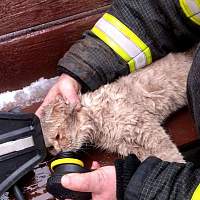 На пожаре в Валдае огнеборцы эвакуировали 48 человек и спасли шесть животных