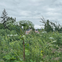 Непогода изменила методы борьбы с борщевиком Сосновского в Великом Новгороде