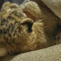 Новгородцев просят помочь новорожденному львёнку-отказничку