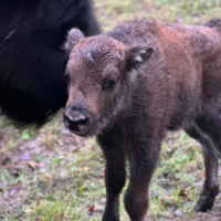 Новгородцам предложили придумать имя для малыша-зубрёнка из Окуловского округа