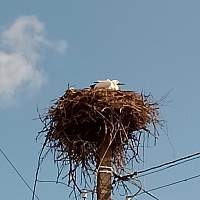 Новгородцы могут приютить на зиму… аиста Новгородцы могут приютить на зиму… аиста