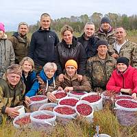 Новгородцы собрали свежую клюкву для отправки землякам в зону СВО