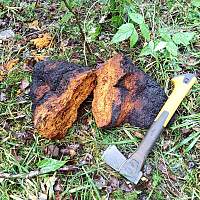 Новгородец нашел черные целебные грибы Новгородец нашел черные целебные грибы