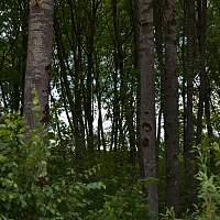 Новгородец нашёл в лесу очень забавной формы гриб