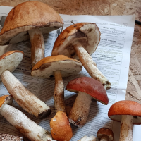Новгородские любители «тихой охоты» радуются вкусному дуэту картофеля с грибами