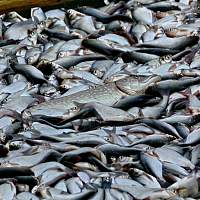 Новгородские рыбопромышленники проведут предновогоднюю акцию «Доступная рыба»