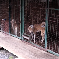 Новгородские волонтёры провели субботники в приютах для животных